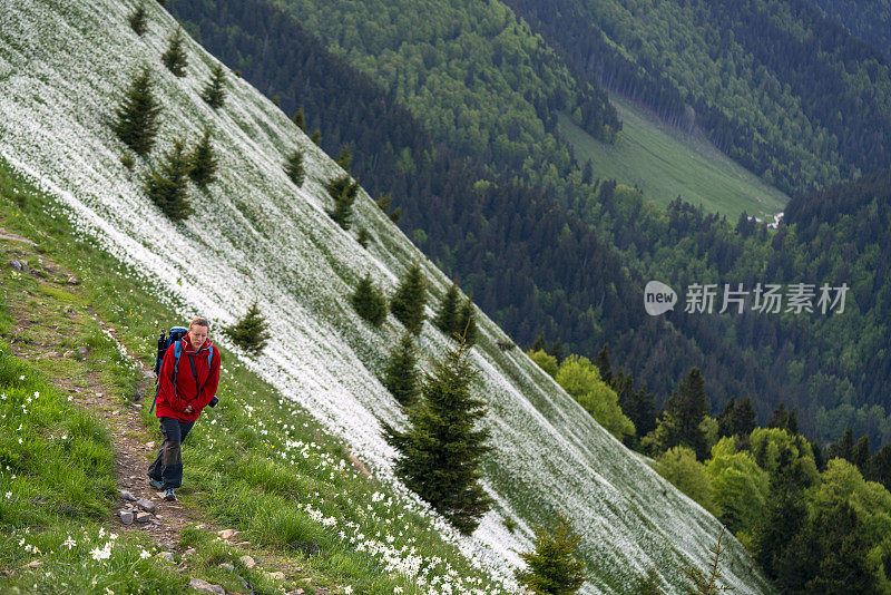 老妇人走在盛开的花田在山顶坡，Golica，斯洛文尼亚