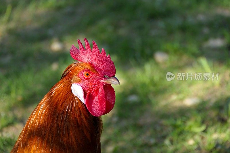 在我们的村庄。红鸡冠的巴伐利亚雄鸡。巴伐利亚,德国。