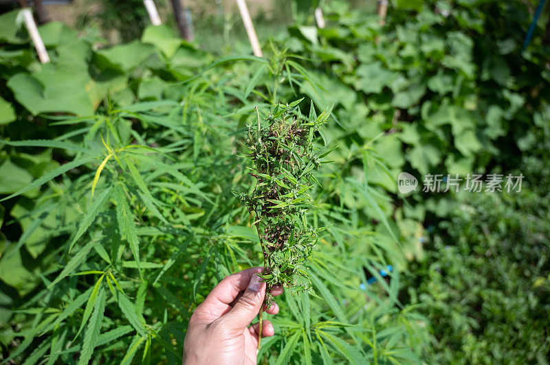 大麻植物的特写