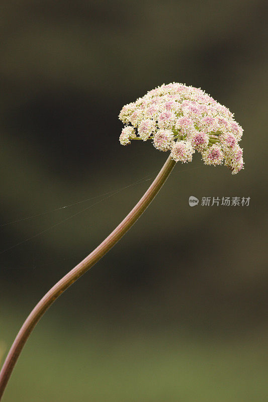 安妮皇后花边胡萝卜花蜂科植物