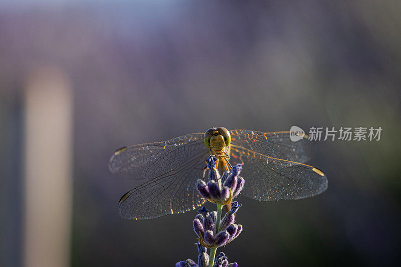 紫色薰衣草花上的黄色蜻蜓
