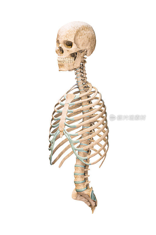 准确的四分之三前视图或前视图的人体骨骼系统轴骨或骨骼孤立在白底3D渲染插图。空白的解剖图。解剖、医学、骨科保健、科学概念。