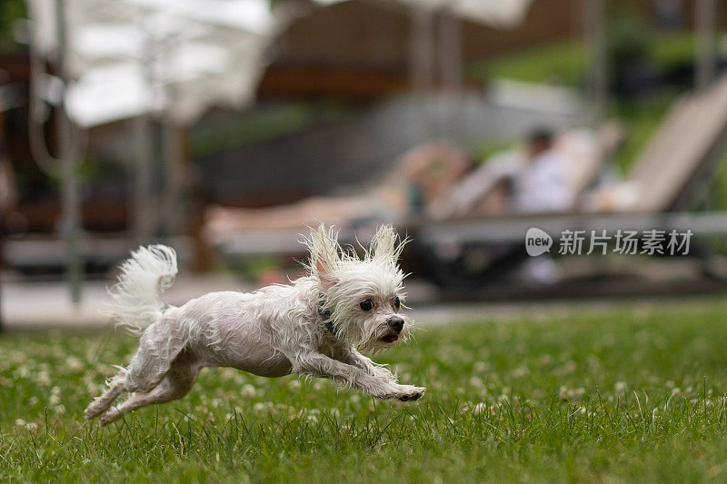 欢快的湿狗洗澡后在草地上奔跑