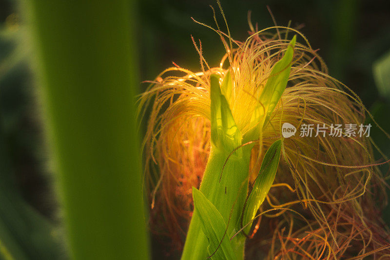 玉米幼穗，雌花序具长雌蕊，在田间在宾夕法尼亚州的农田