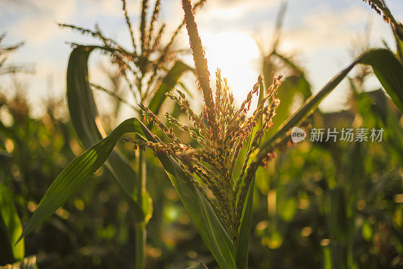 日落时分，宾夕法尼亚州农田里的玉米作物