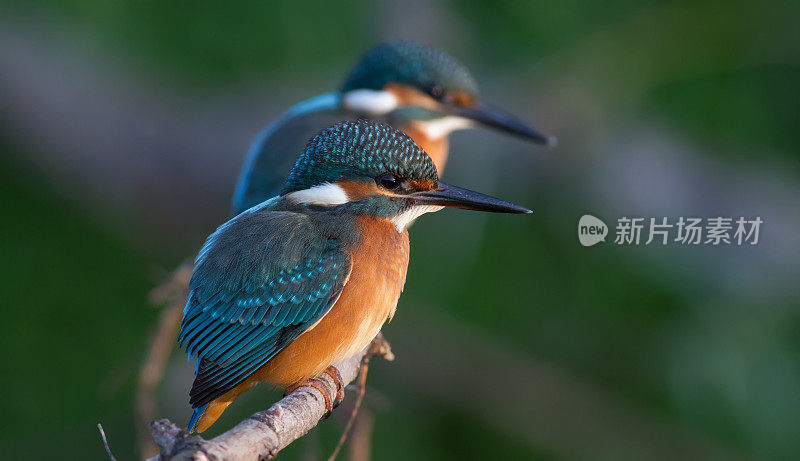普通的翠鸟，阿尔塞多。清晨，两只小鸟坐在河边的同一根树枝上。