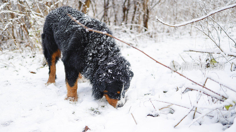 伯尔尼山犬在雪地里嗅着什么。