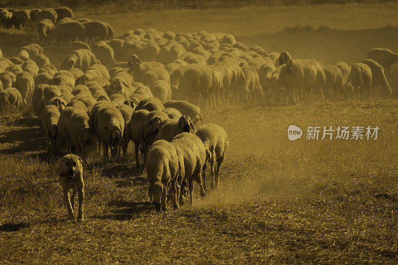 在一个炎热的日子里，一群羊在尘土飞扬中穿过田野