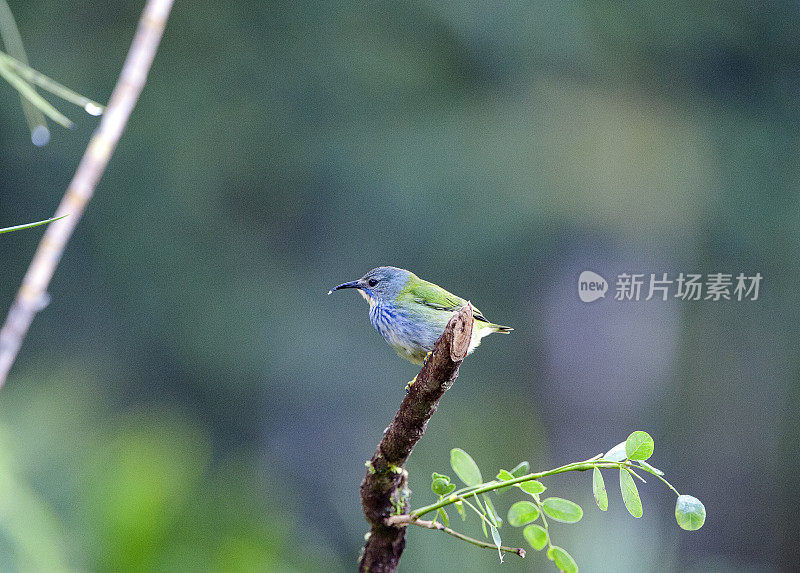 孤独的闪亮蜜爬行雌性，哥斯达黎加