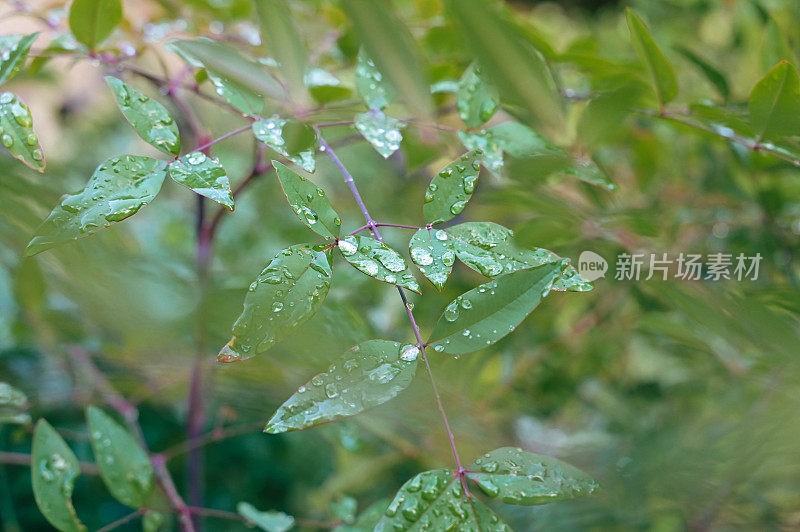 在雨季，带着雨滴的叶子