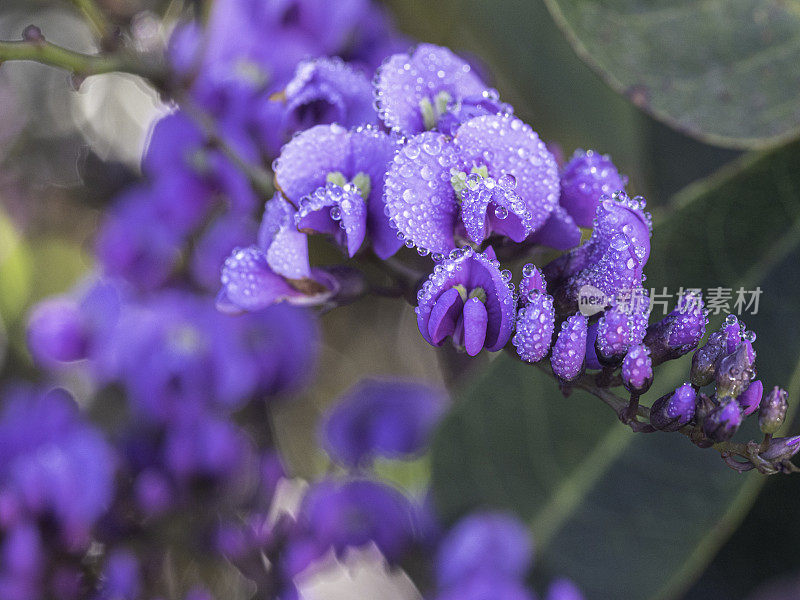 紫色的花朵被雨滴覆盖