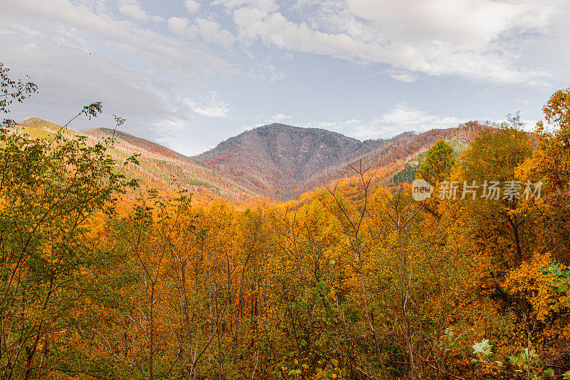 五颜六色的秋天树木和田纳西州的山景在2022年的秋天