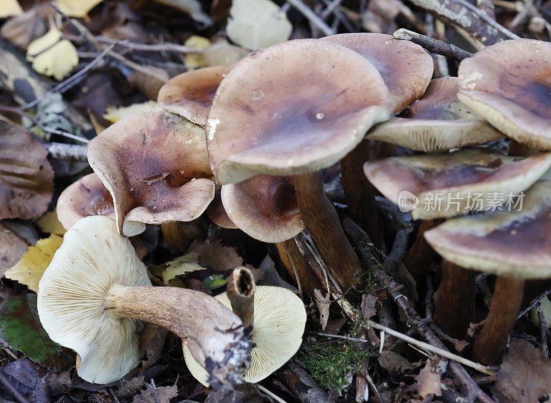 木耳蘑菇(黄口蘑)