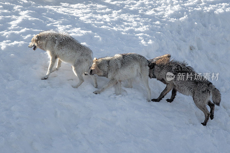 美国黄石国家公园怀俄明州西北部，同一狼群的三只狼在追逐狼时咬了后腿