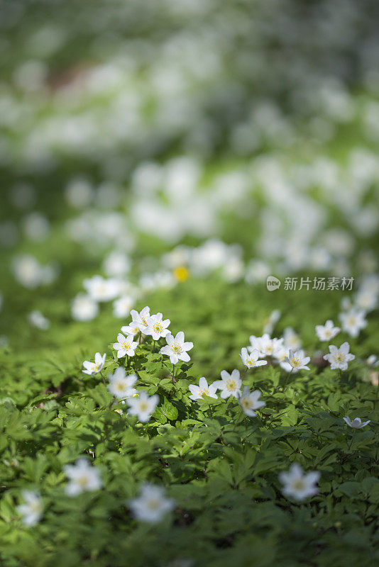 木海葵田