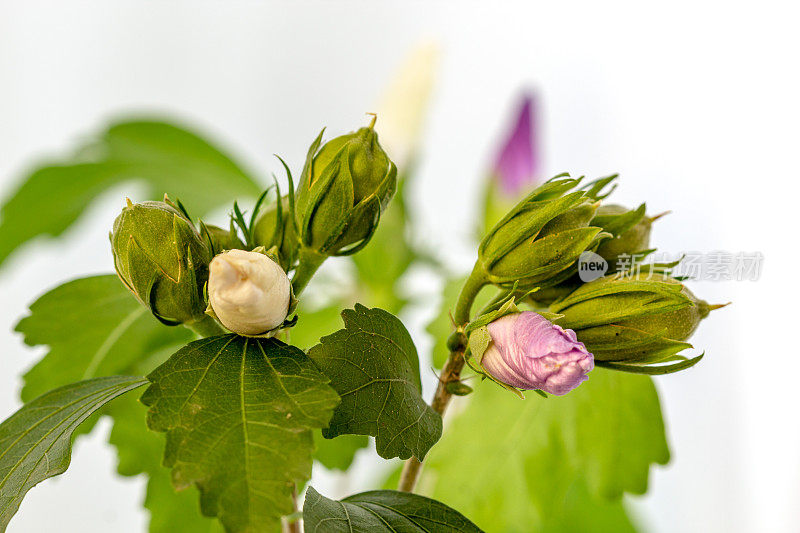 一张芙蓉花在白色背景上绽放和生长的照片。百合花盛开，芙蓉花蕾绽放。