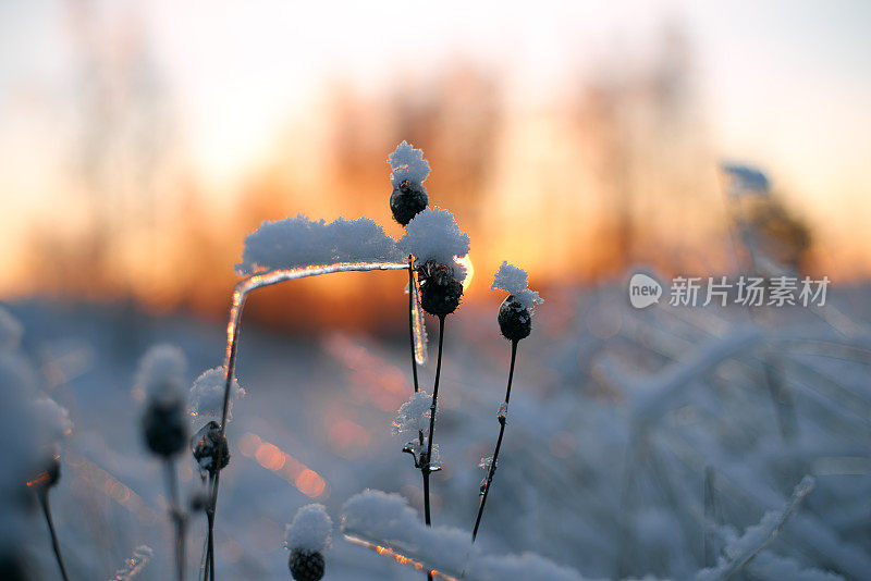 日落时被雪覆盖的干草