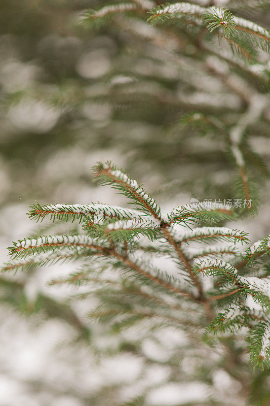 2022年12月，俄亥俄州奇利科特的雪天里，奇形怪状的雪树