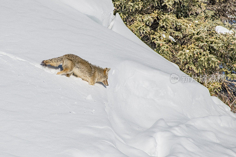 在美国西部黄石生态系统的积雪中，土狼正在寻找食物