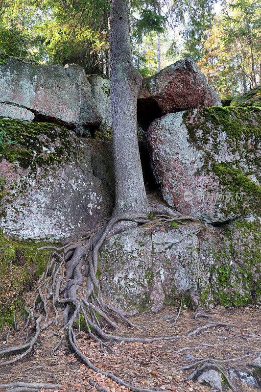 俄罗斯维堡市附近的Monrepos自然公园里的树木和岩石。