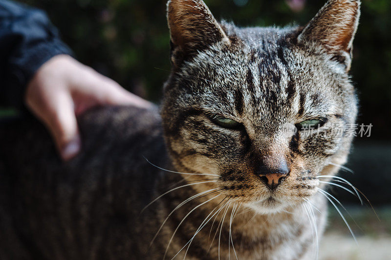 一只虎斑猫似乎很讨厌被男人碰