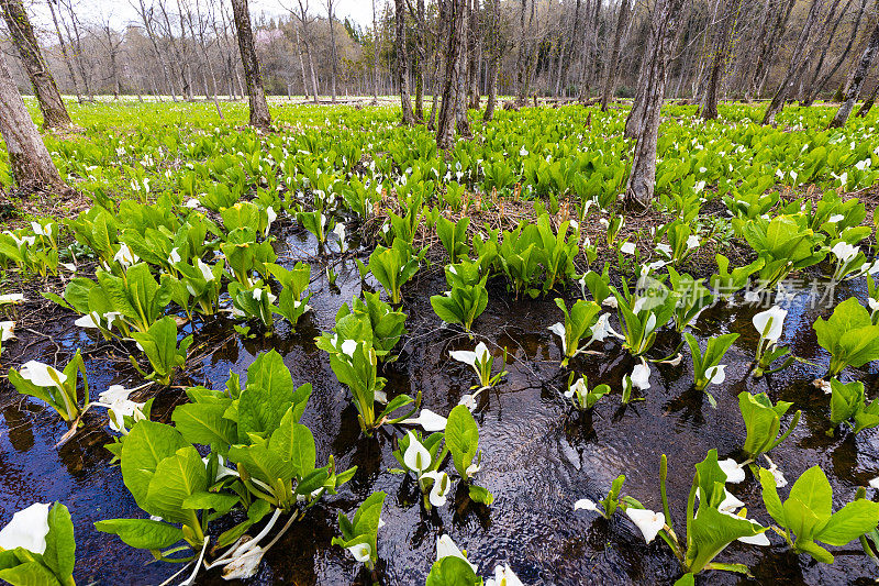 白臭鼬卷心菜花排列在日本农村森林的湿地上