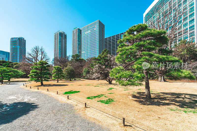 日本东京大都会日比谷公园的盆景树