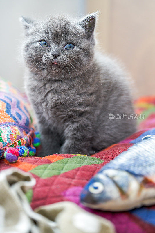 一只可爱的蓝猫的特写，灰色的英国短毛小猫