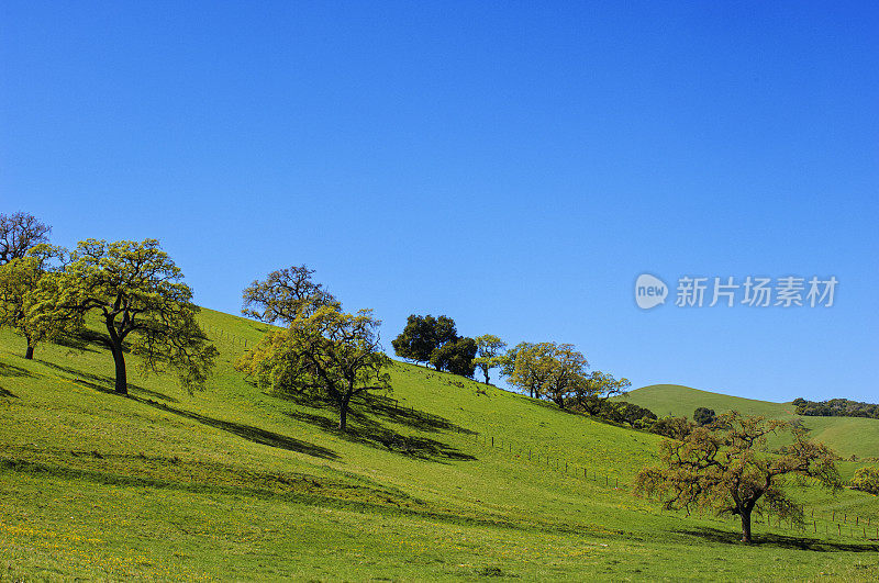 春天山坡上的加利福尼亚橡树