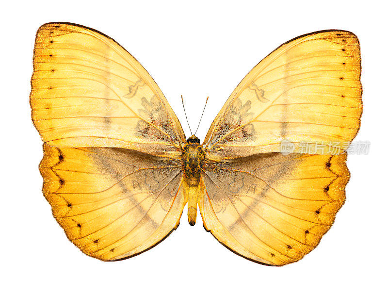 黄色热带蝴蝶孤立在白色上