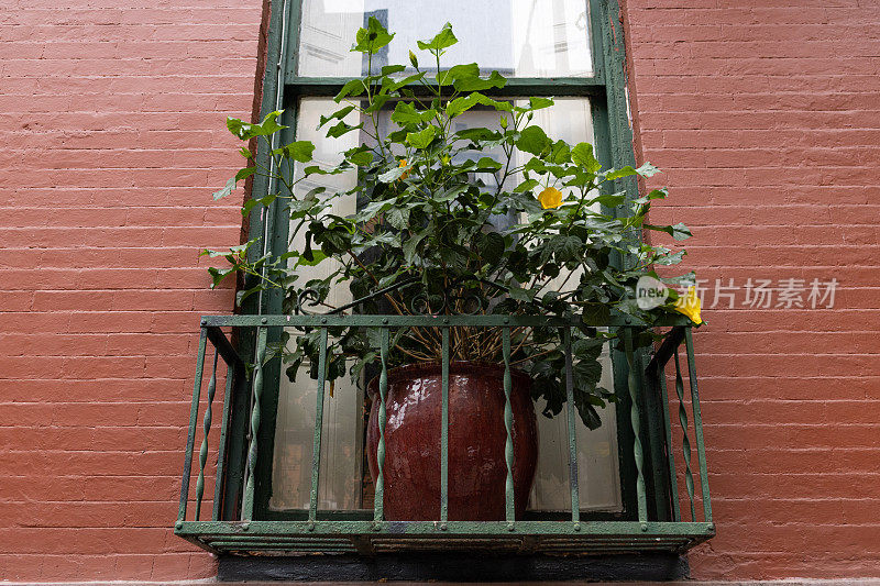 美丽的盆栽在纽约一个老砖房的窗台上