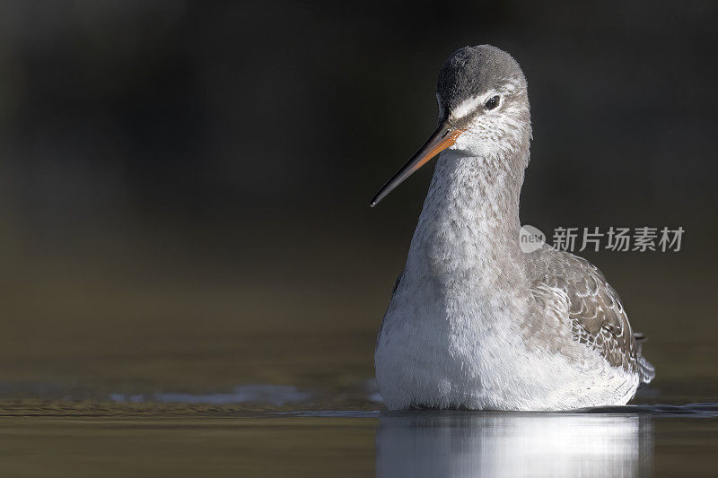 发现红脚鹬