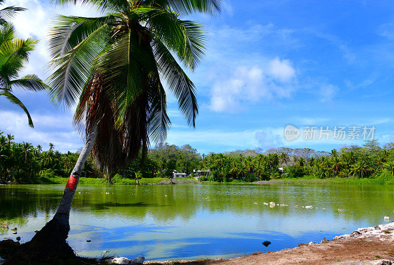 瑙鲁，Arenibek的Buada泻湖，水边的椰子树
