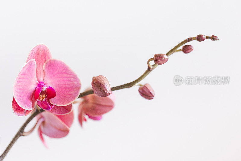 明亮的自然阳光下明亮的粉红色开花兰花植物的空白白色背景与复制空间的充满活力的微距照片