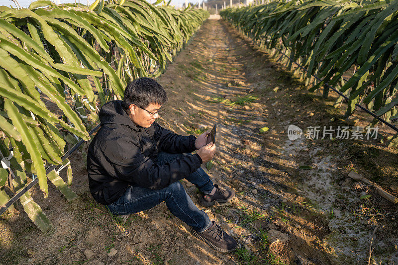 一位男性农民坐在火龙果果园的地上休息