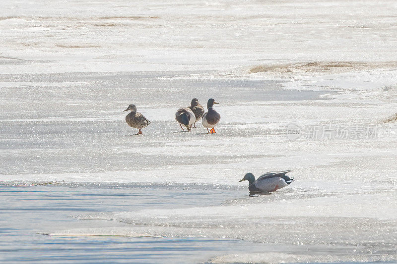 美国蒙大拿州结冰的池塘上的野鸭