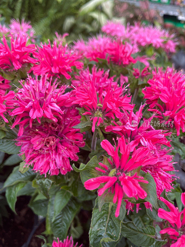 粉色Beebalm