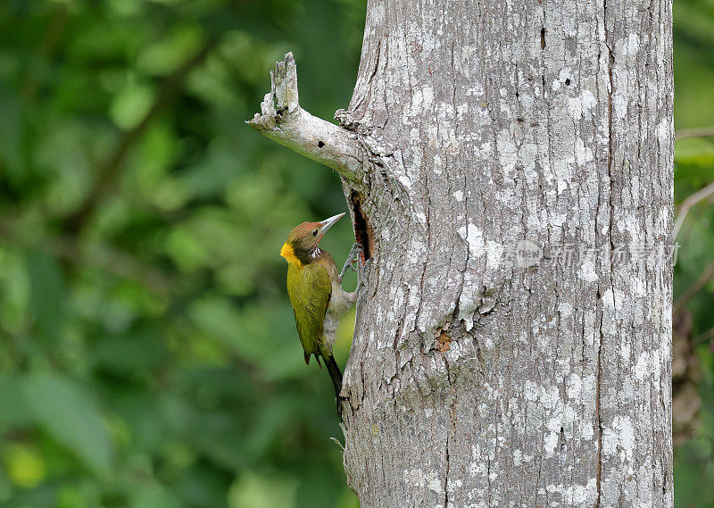 啄木鸟，成年雌性大黄颈鸟。