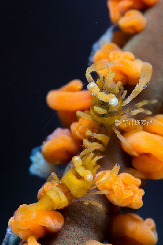 生动的Anker鞭珊瑚虾特写，其鲜艳的橙色色彩和复杂的细节