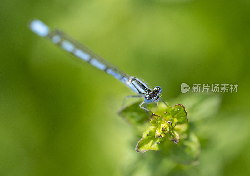 植物茎