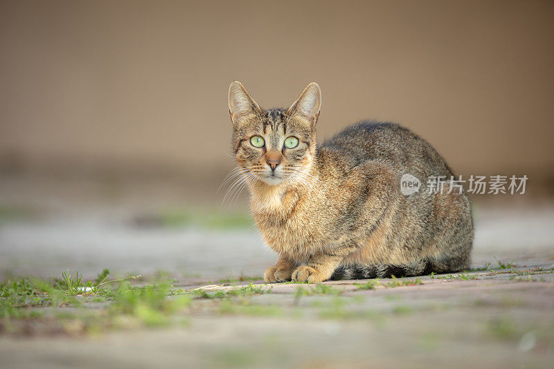 虎斑猫在看镜头。