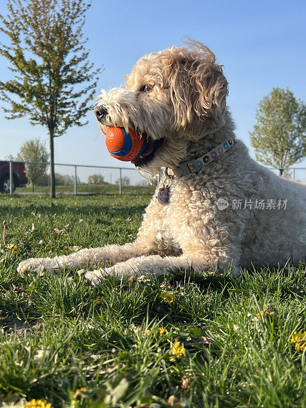 有球的拉布拉多犬