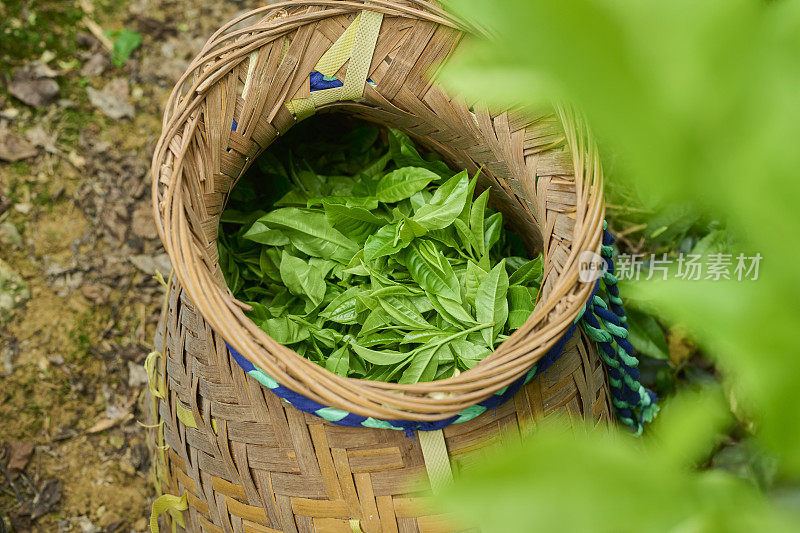 毯子里的新鲜茶叶。