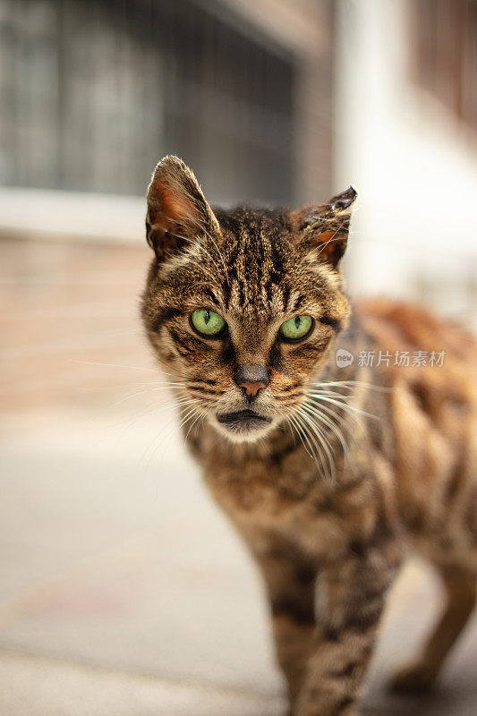 又老又生气的流浪猫。