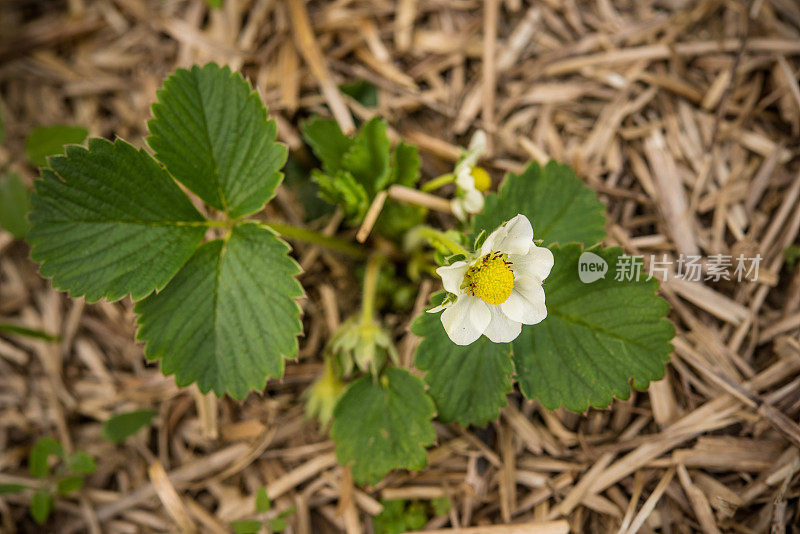 草莓植物花-高角度视图