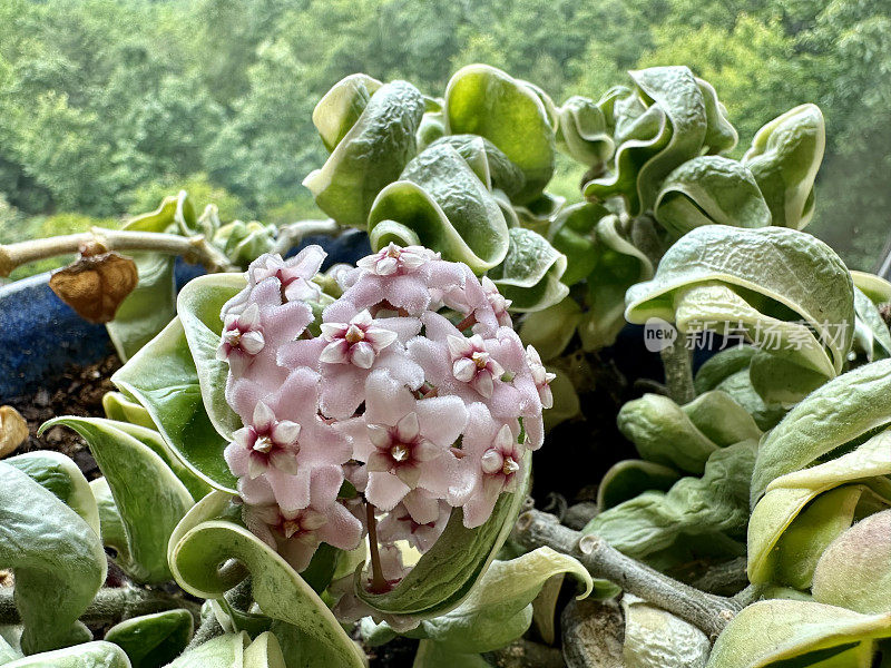 Hoya花，蜡植物