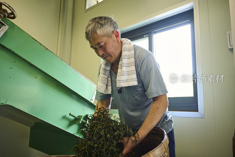 经验丰富的乌龙茶工匠，在自己的茶厂用现代化的设备生产绿茶。