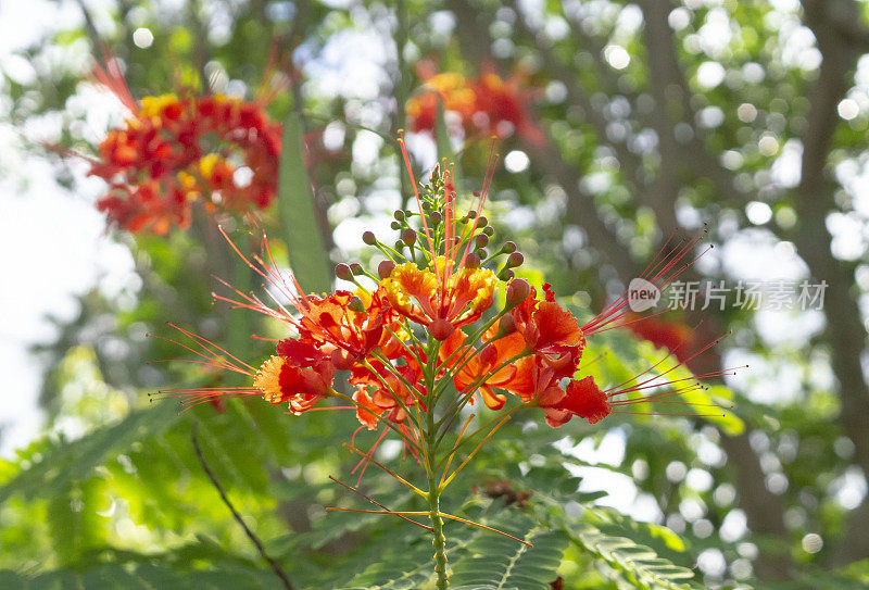 冲绳常见的红色花朵