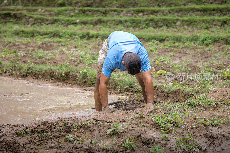 收割水稻时，农民在田里用锄头干活