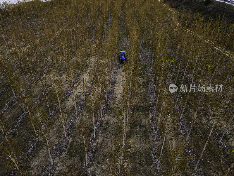 种植森林。新林栽树机。